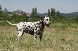 DALMATIEN 360